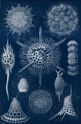 Radiolarians