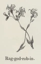 Ragged robin