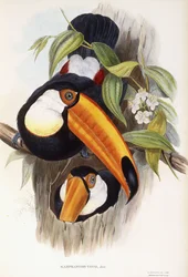 Toco Toucan