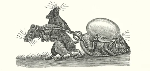 Rats Carrying Home an Egg