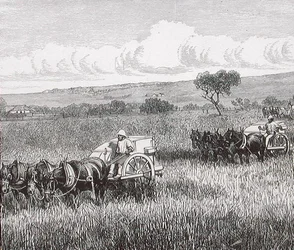Reaping, South Adelaide, Australia