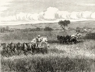 Reaping in South Adelaide, c.1880, from 