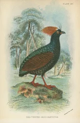 Red-Crested Wood Partridge