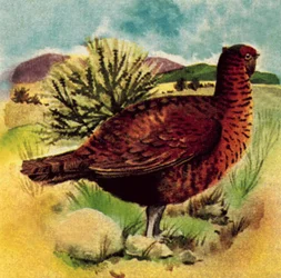 Red Grouse