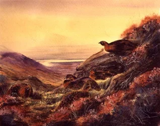 Red Grouse in Moorland, c.1890