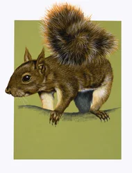 Red Squirrel