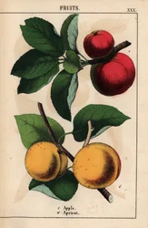 Red apples and apricots, from 