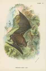 Reddish-Grey Bat