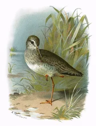 Redshank