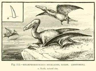 Rhamphorhynchus Bucklandi, Goldf, Restored