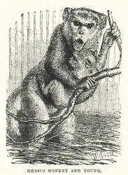 Rhesus monkey and young