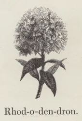 Rhododendron