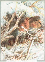 Robins Sitting on Branch