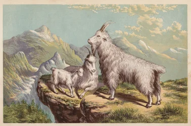 Rocky Mountain Goat, Aplocerus Montanus