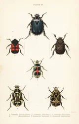 Rose chafer beetles and fiddler beetle