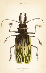 Sabertooth longhorn beetle