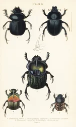 Sacred Scarab Beetle, Scarabaeus sacer 1, dung beetles, Onthophagus nuchicornis 2, Coprophanaeus lancifer 3, Sulcophanaeus carnifex 4, and earth-boring dung beetle, Geotrupes stercorarius 5