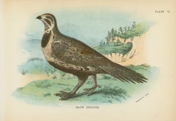 Sage Grouse
