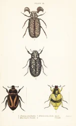 Scarab beetles