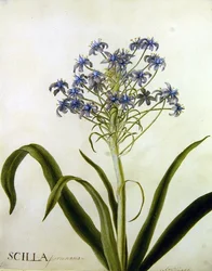 Scilla Peruviana Botanical Study