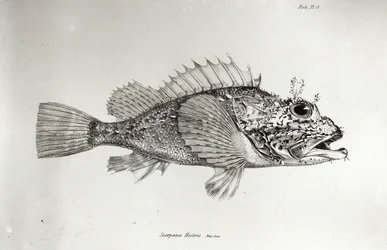 Scorpion Fish, plate 8 from 