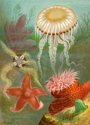 Sea Jellies and Sea Stars