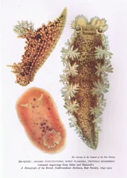 Sea Slugs, Nature in Britain Published by Collins