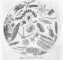 Sediment of water from the River Thames, mid 19th century