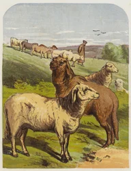 Sheep