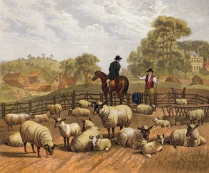 Sheep farming