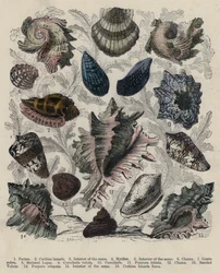 Shells