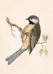 Siberian Tit, illustration from 