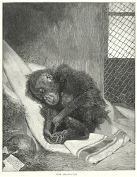 Sick Orangutan