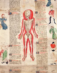 Skeleton, from De arte phisicali e de cirugia by John Ardene, 1412