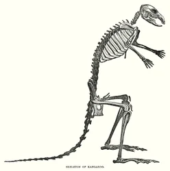 Skeleton of Kangaroo