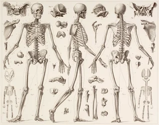 Skeleton of a fully grown human, after a 19th century print