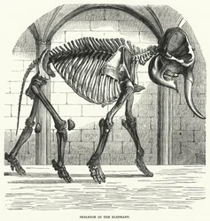 Skeleton of the Elephant