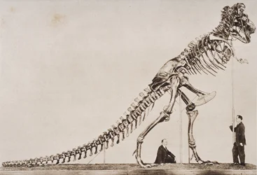 Skeleton of the Tyrannosaurus Rex, in the American Museum of Natural History, from 
