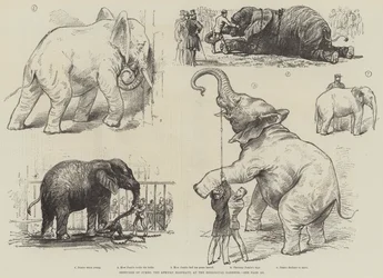 Sketches of Jumbo, the African Elephant, at the Zoological Gardens