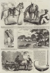 Sketches of Native Life in India