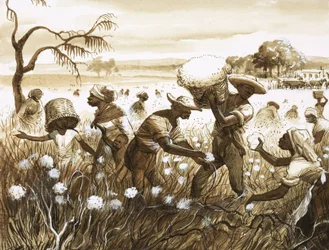 Slaves picking cotton