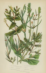 Small Pondweed, Grassy Pondweed, Sharp-Leaved Pondweed, Grass-Wrack-Like Pondweed, Curly Pondweed