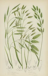 Smooth Brome Grass, Taper Field Brome Grass, Spreading Brome Grass, Corn Brome Grass