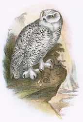 Snowy Owl