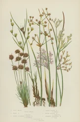 Soft Rush, Hard Rush, Blunt Flowered Jointed Rush, Three Leaved Rush, Round Fruited Rush