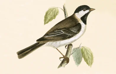 Sombre Tit, illustration from 