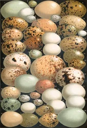 Some Favourite British Birds