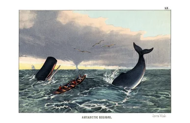 Sperm Whale