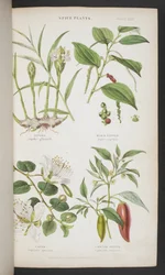 Spice Plants, from 