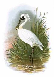 Spoonbill
